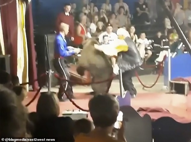 An angry bear attacked a circus director in front of a large audience