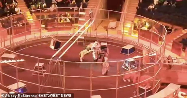 The drama began when two male lions started fighting during a performance in the 1,200-seat arena, after which they turned on trainer Makarenko