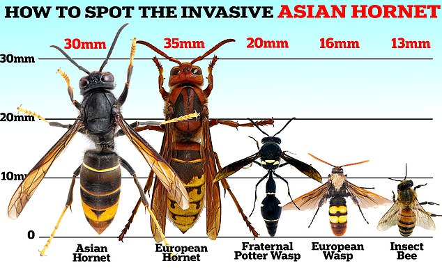 Experts say Asian hornets are dangerously close to establishing themselves in the UK, and are urging members of the public to report any suspected sightings