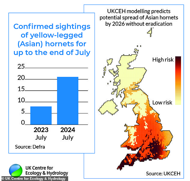 There have been 25 sightings this year, compared to fewer than 10 in the same period last year. Modelling (right) now predicts that hornets could spread to almost every part of the UK by 2026 if these nests are not eradicated.