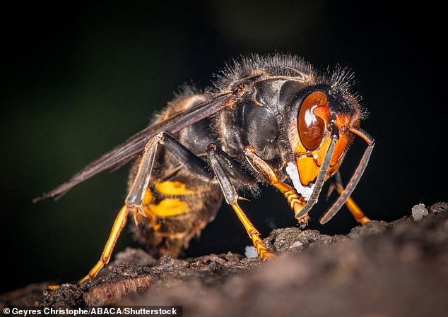 Asian hornets are of particular concern to the UK as they prey on our native pollinators including wasps and honeybees.