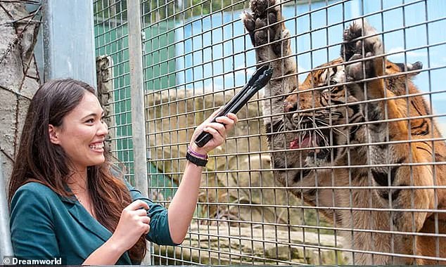 The experienced handler was walking the five-year-old animal, which weighs 180kg, with another staff member when she was attacked (stock image)