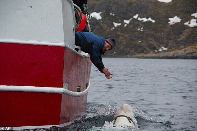 The 4.2-metre-long whale was first spotted by fishermen near the northern island of Ingoya, not far from the Arctic town of Hammerfest, in April 2019