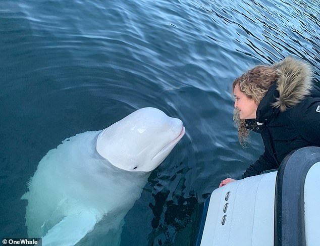 OneWhale worked with the Norwegian government to integrate Hvaldimir into a nearby pod