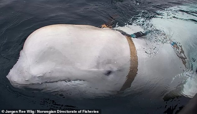 The harness and camera mount led to accusations that the beluga was a 