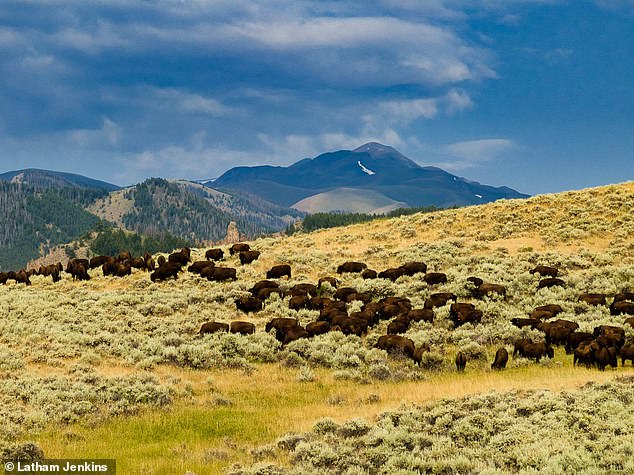 From river bottoms to mountain peaks, the ranch's diverse landscape is home to a diverse wildlife, with over 330 species calling it home