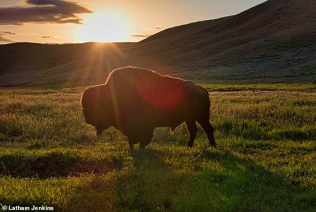 Some of these incredible creatures include trophy elk, moose, antelope, white-tailed deer, bears, and fish