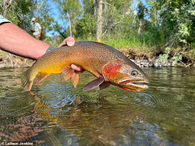 These waters have been carefully managed to maintain a thriving population of trout, which is very rare given the endangered status of the species elsewhere.