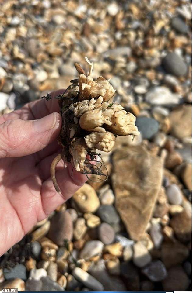 The remains of the hemlock water licorice herb that Lula ate while walking on the beach in Lyme Regis, Dorset