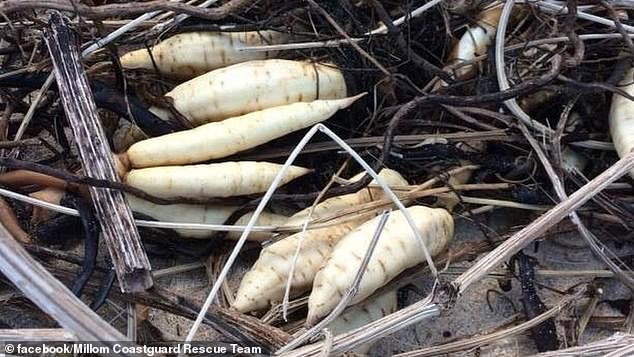 The discovery of a dead man's fingers has led to Lyme Regis Council ordering the removal of the plant from the bank of the River Lim and sending warning letters to local landowners.