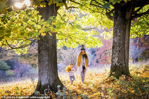 Trees produce sugars through a water-intensive process called photosynthesis. With more water, the trees could fill their leaves with even more sugar than normal