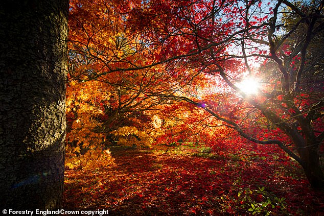 As the days get colder, these sugars are converted into red pigments that become visible as the green chlorophyll breaks down.