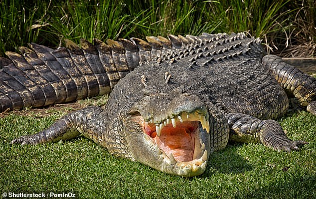 Authorities believe Yunus was attacked and devoured by a crocodile (file photo)