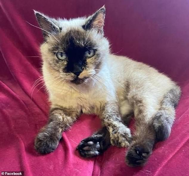 Precious, who is about 18 years old (pictured), has lived at the Koumala Hotel in Queensland for 14 years. But the local council is in talks with the innkeepers to ensure she stays away from food processing areas