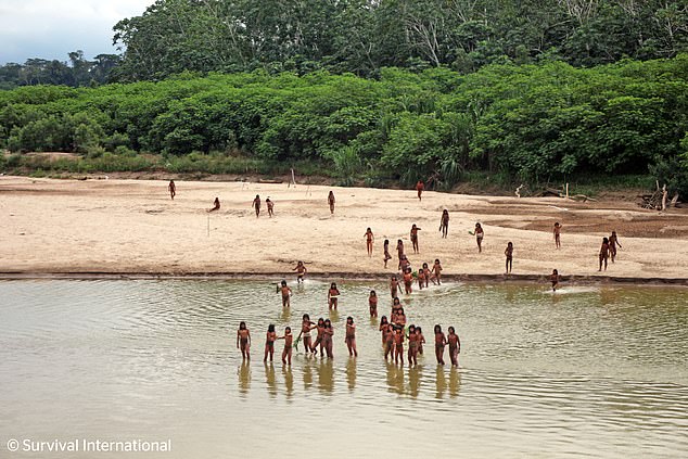 Survival International fears the tribe is being displaced from the rainforest due to logging in the area (pictured in June)