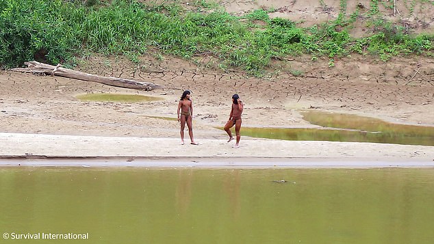 Rare photos show the tribe emerging from the rainforest and interacting on the riverbanks (photo taken in June)