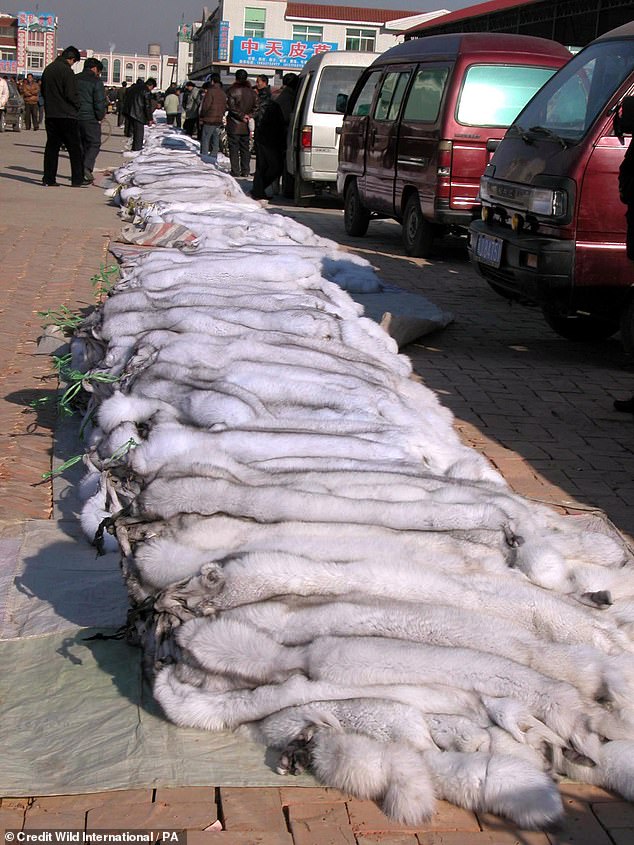 Pictured: Arctic fox skins sold in China, in a leaflet published by Care for the Wild International