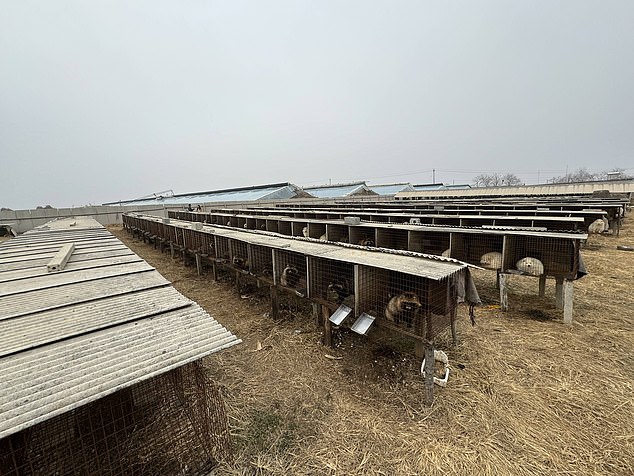 Another view of the fur farm in Pulandian. There are fears that 39 viruses have a 'high risk' of switching species