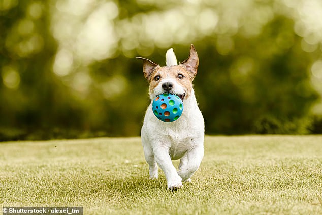 Retrieving was reported for most dog breeds, but some, including Labradors, Golden Retrievers, Border Collies, and English Cocker Spaniels, were more likely to exhibit this behavior (stock image)