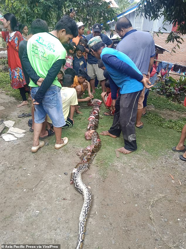 The 16-foot-long snake easily overpowered the struggling, small woman and wrapped itself around her body