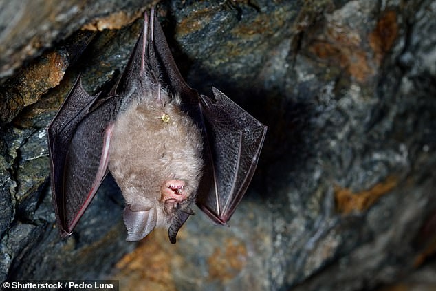 About 6.7 million bats have died from infection with an invasive fungus that causes white-nose syndrome