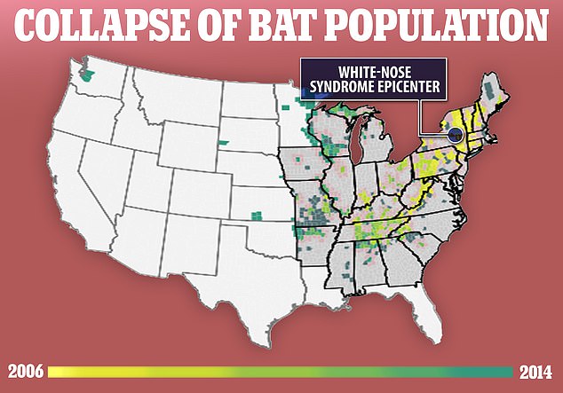 White-nose syndrome causes dehydration, starvation and death in bats. It comes from a fungus that was found in New York in 2006 and has since spread to 38 states in the US.