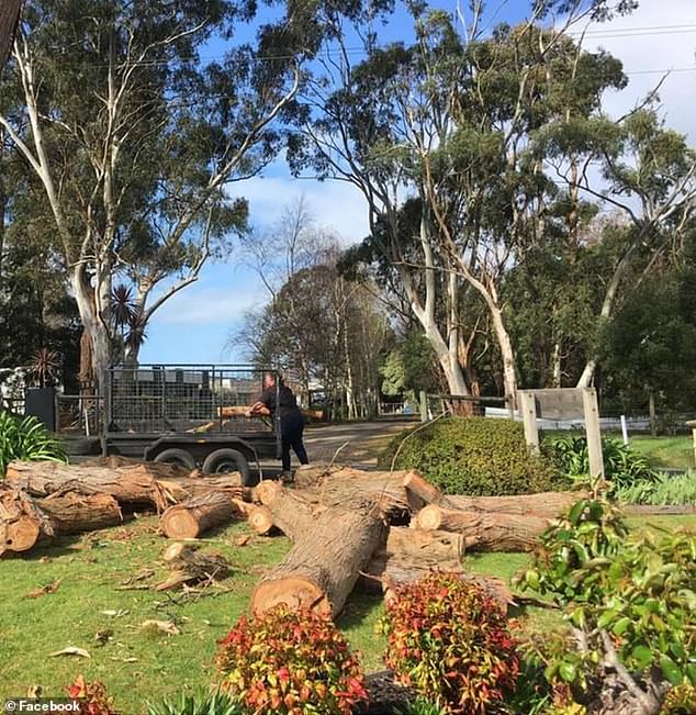 The woman was photographed loading logs into a trailer attached to her car (photo)