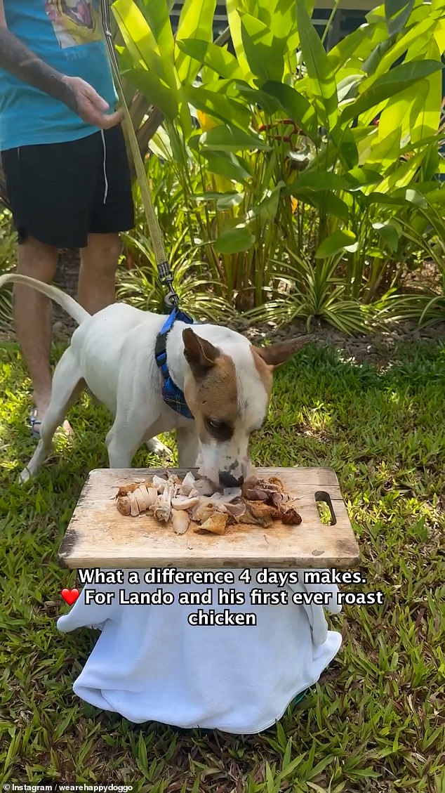 A particularly touching moment in Lando's recovery was when the dog was presented with a plate of fresh roasted chicken and devoured the meal in seconds