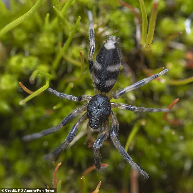 Mr Blair believed it was a white-tailed spider, a venomous species whose bite can cause burning blisters and – occasionally – nausea, vomiting and headaches.