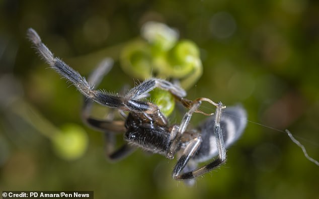 White-tailed spiders have a dark red to gray, cigar-shaped body and dark orange-brown banded legs