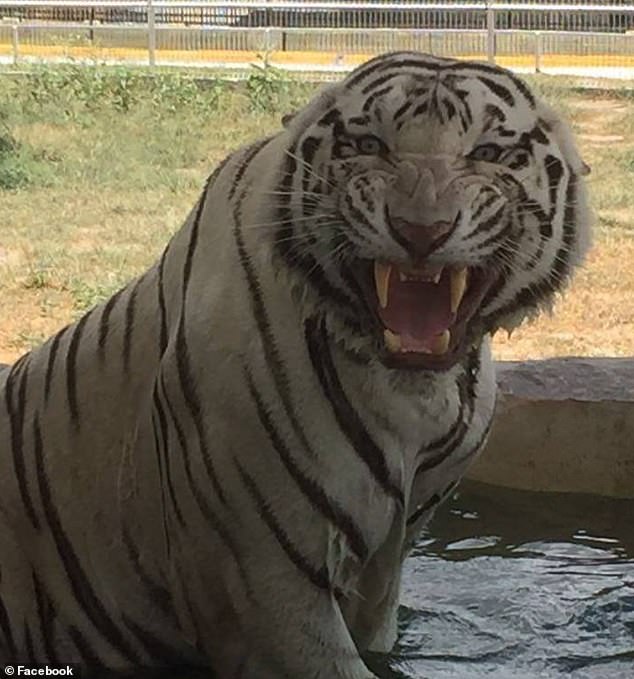 A tiger rests at the Quinta La Fauna zoo in the northern Mexican border city of Reynosa