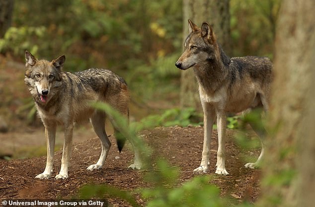 But some are calling it a “redemption story” to see wolves return to the Golden State. “It’s shown that California is wolf country,” Amaroq Weiss said.