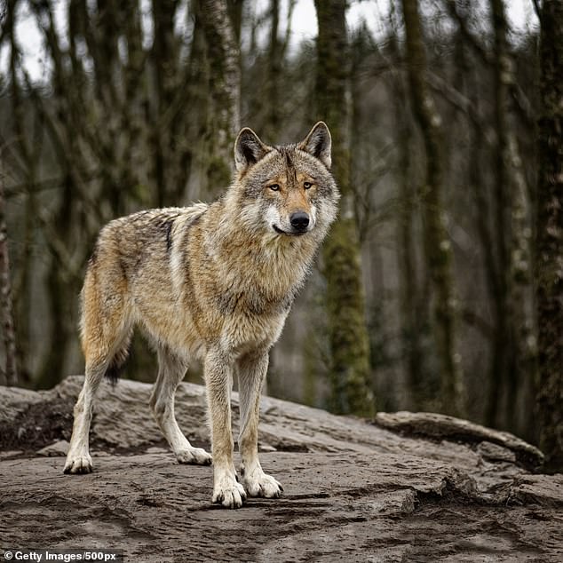 But not everyone is happy about the gray wolf's resurgence. Janna Gliatto, manager at Table Rock Ranch, believes the state has been 