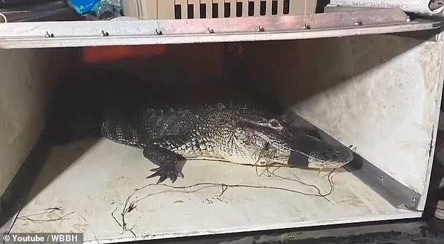 A troublesome alligator hunter later found the animal and had the predator 