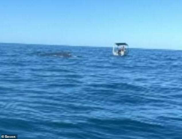 The whale can be seen jumping next to the boat (pictured) Local residents rushed to Mr Mainstone's aid after witnessing the incident, before he was taken to hospital with serious brain injuries