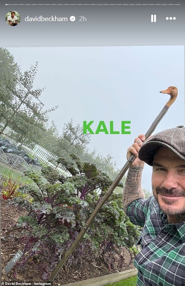 In a video David shared on his network, he happily showed off his kale that was 'green', but also cabbage and spring onion