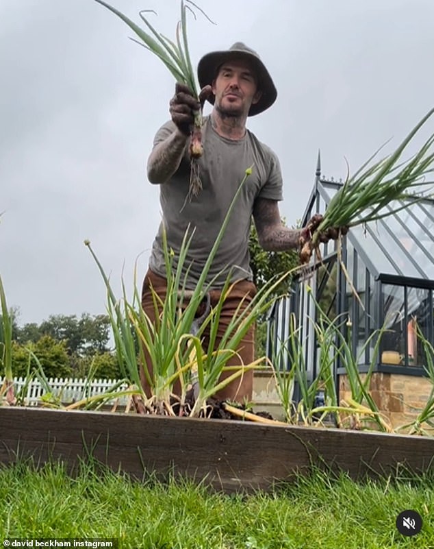 In June, David joked on Instagram that his wife Victoria, 50, would be eating spring onions for lunch and dinner after a successful harvest