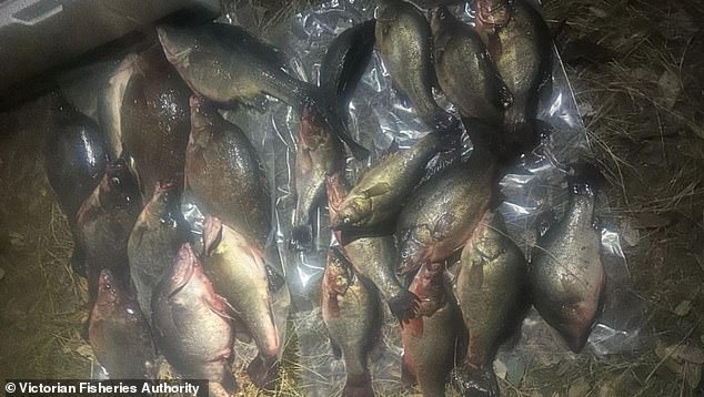 The pair were found with 22 golden perch, despite the maximum catch for each fisherman being only five