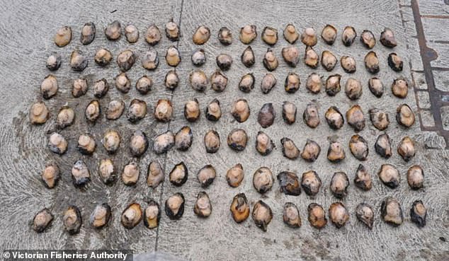 After authorities searched their homes, 200 abalone meats were found, breaking Victoria's strict limit of 10 per person at any one time