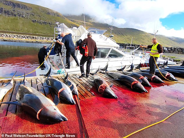 Dolphin carcasses are left on the wooden jetty, with blood seeping through the wooden slats and into the water