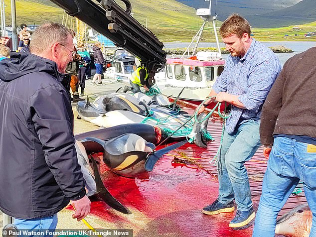 It is estimated that 156 Atlantic white-sided dolphins were deliberately killed in a few hours on Saturday in Skálabotnur during the traditional hunt known as grindadráp