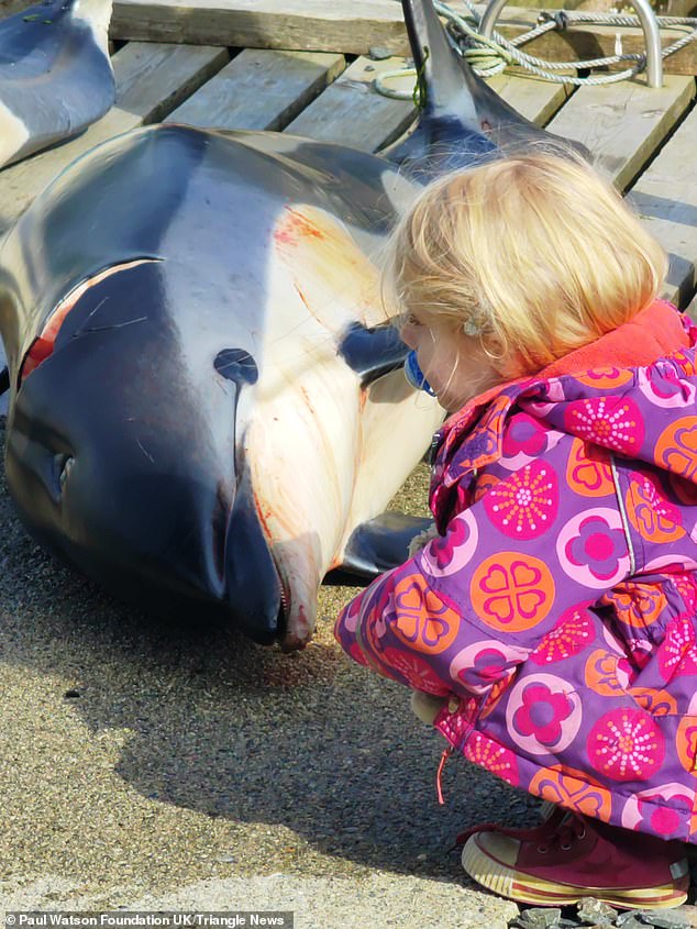 A toddler inspects the carcass of a dolphin killed in the massacre this weekend