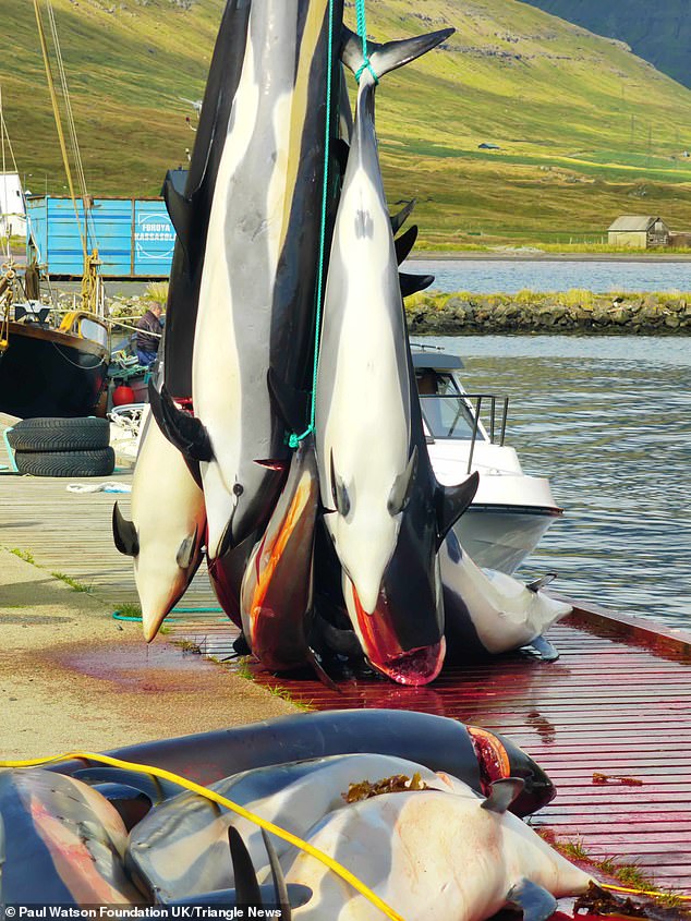 Dolphins are cut open before being lifted by their tails