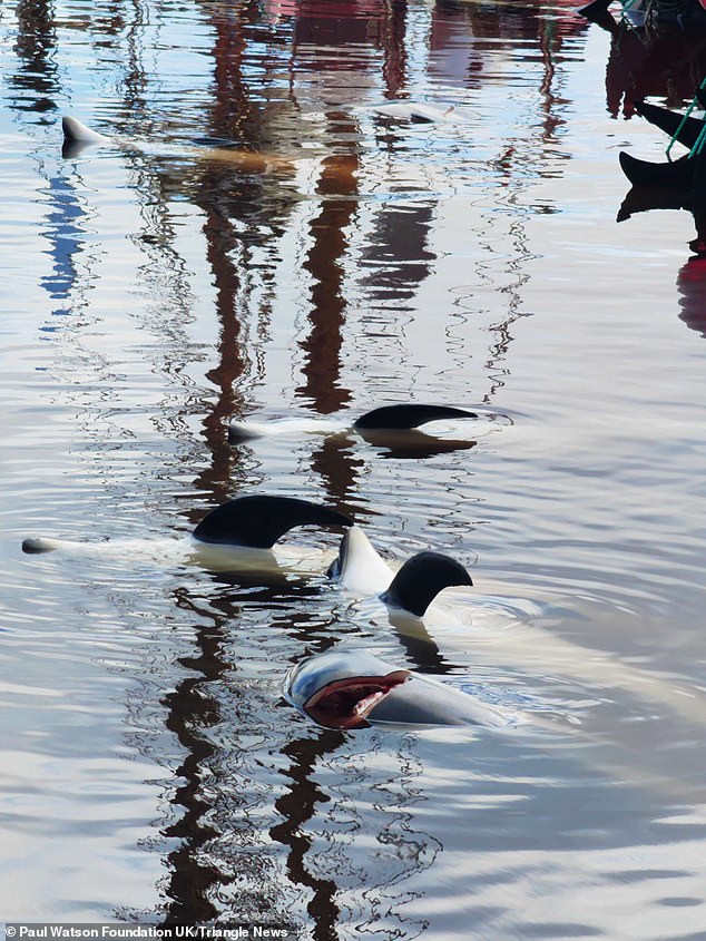 Dolphins are seen in the bay with gaping holes