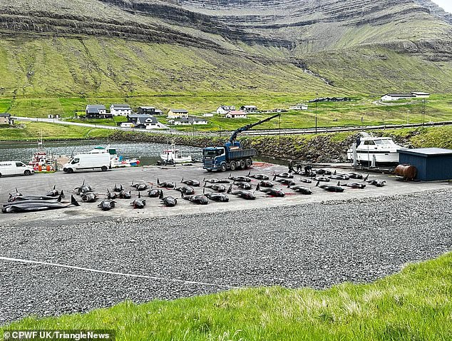 Pilot whales are laid on the ground after being slaughtered during the Grindadrap earlier this year