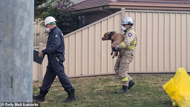 A dog was carried out of the backyard by a firefighter around 9:30 a.m. Monday. He appeared unharmed and is believed to have fled the fire and returned home later