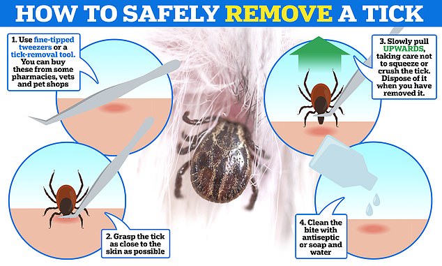 Removing a tick from your own skin is crucial to preventing the risk of infection or contracting other diseases, including Lyme disease. The NHS has a four-step routine for safely identifying and removing ticks