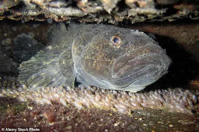 32 eels were injected with barium sulphate to make them visible under X-rays and then fed to a native predatory fish, a so-called 'dark sleeper' (see photo)