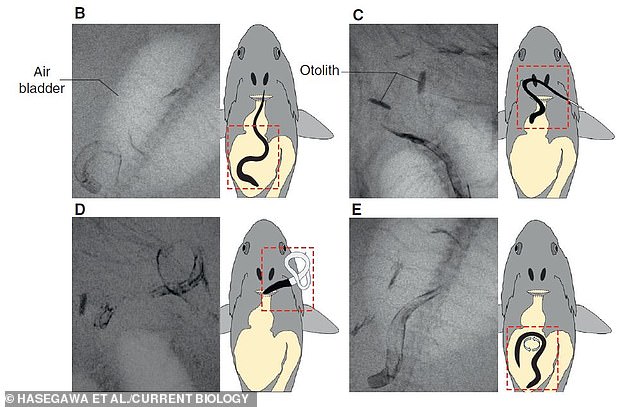 Using an X-ray camera, the researchers discovered that the eel pushed its tail into the fish's esophagus before disappearing back out of the gills.