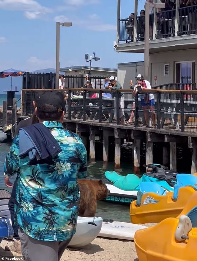 Beachgoers seemed unfazed by the bear's presence, gathering a few yards away on the beach, pier and balcony of the Boathouse on the Pier restaurant